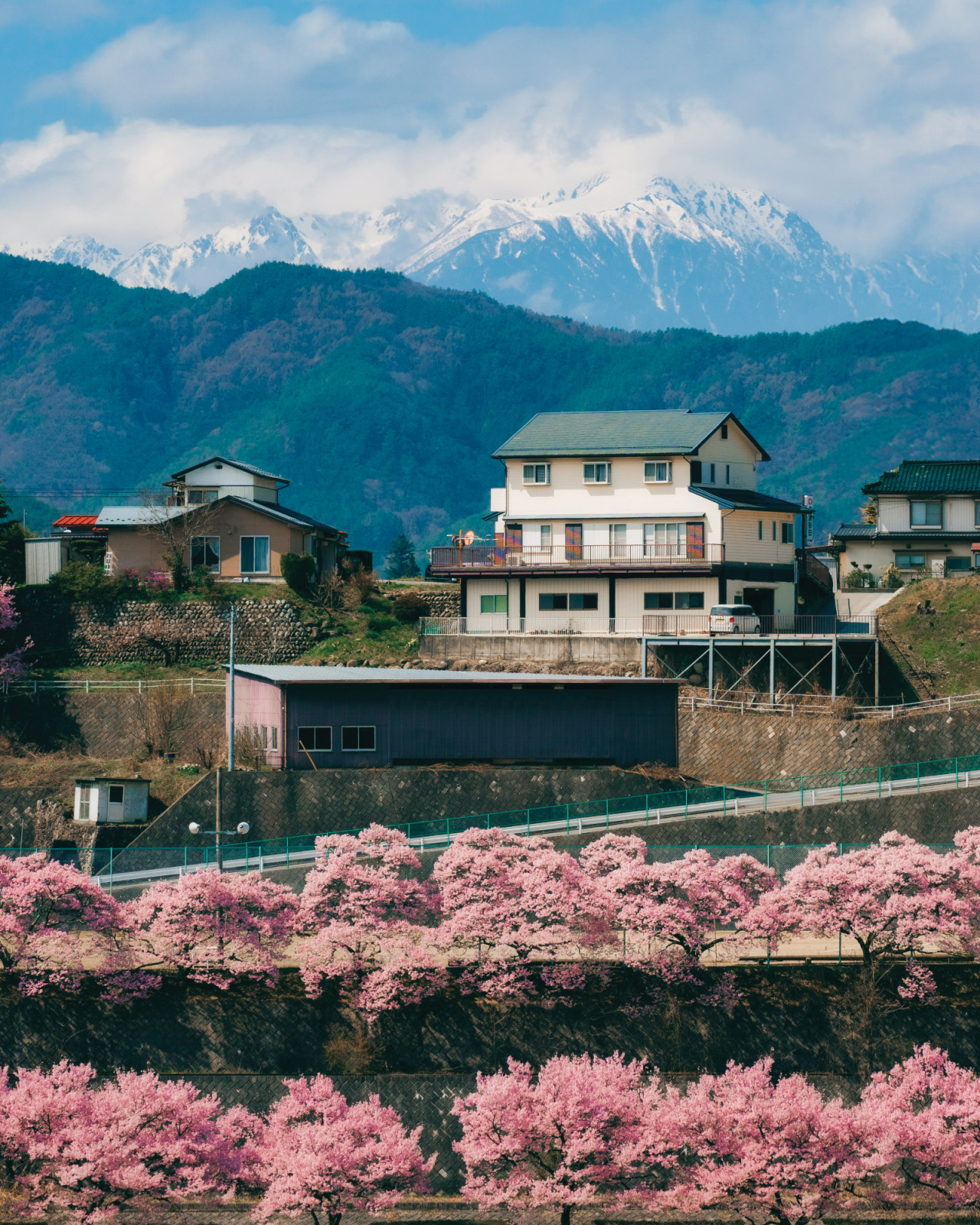 Cherry blossoms burst into bloom against the backdrop of the Japanese Alps in Nagano Prefecture. (Photo by Angelo Mendoza)