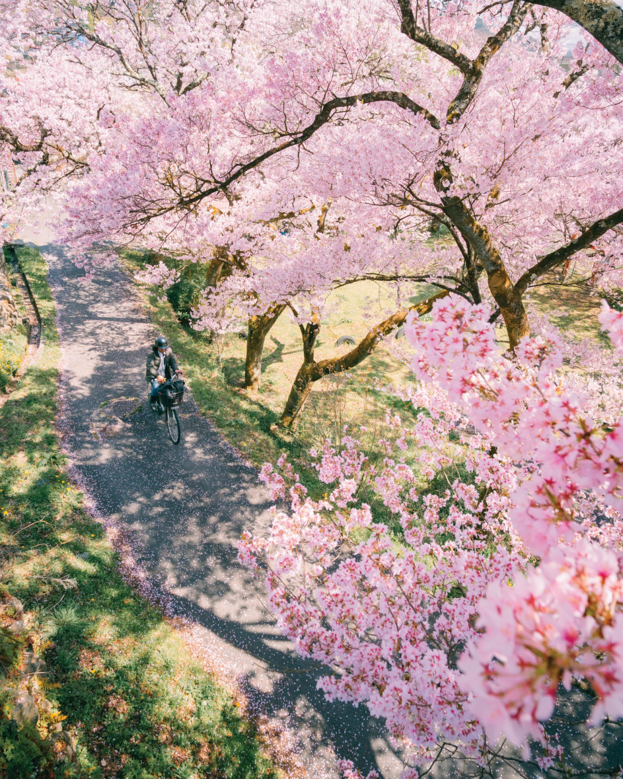 Cherry blossom petals carpet a path as a cyclist passes through an avenue of blooming trees. (Photo by Angelo Mendoza)
