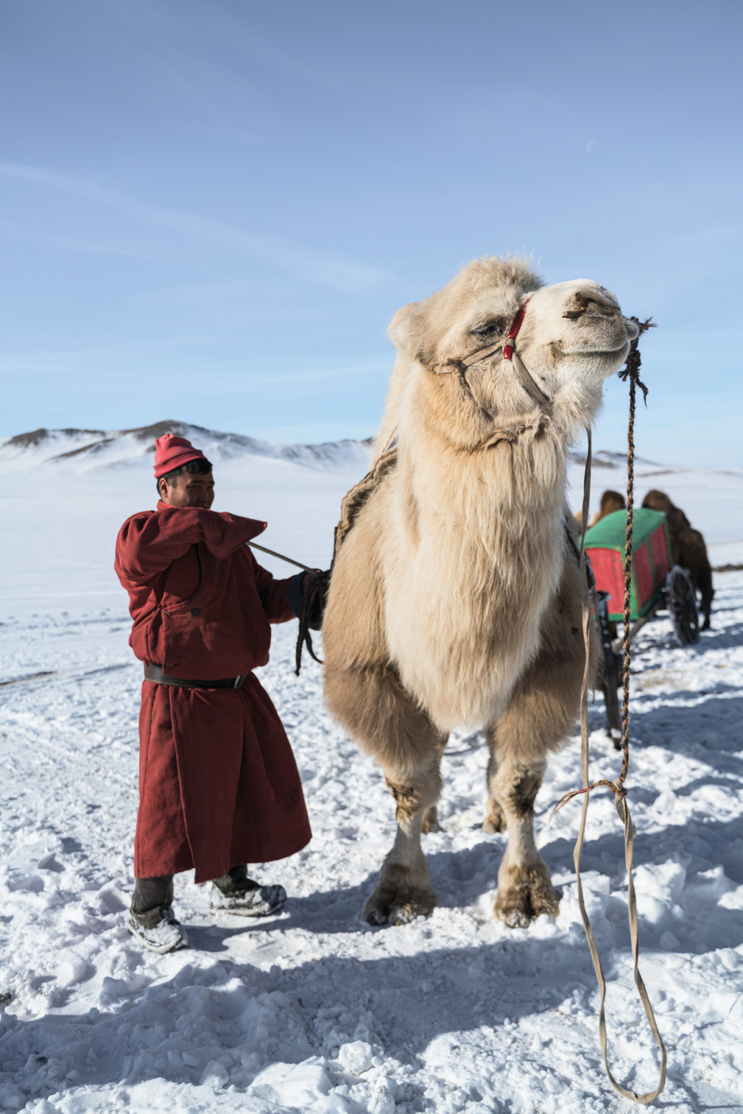 A person in a red robe leads a Bactrian camel across a snow-covered plain, pulling a colourful cart. (Photo by Gab Mejia)