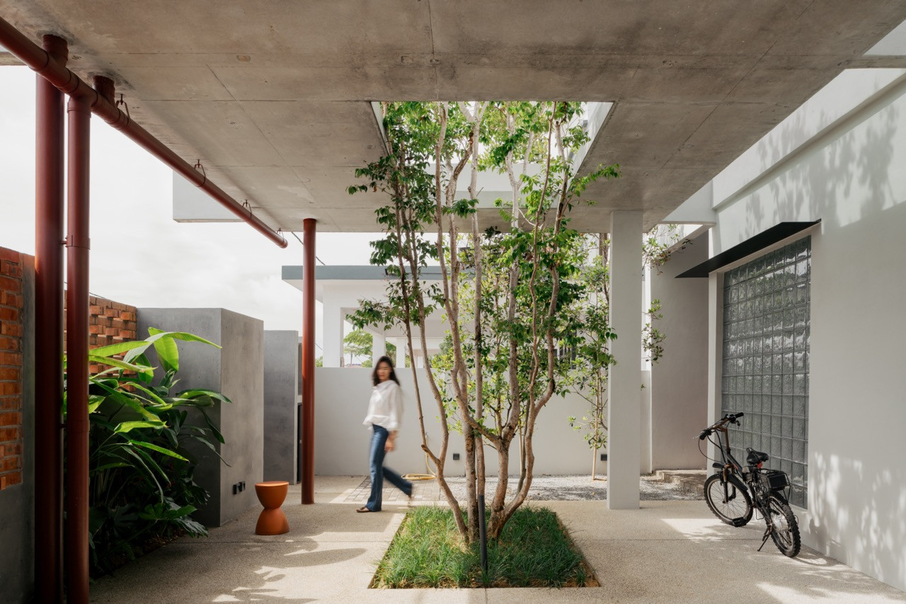 A side courtyard with a multi-trunked tree at its centre, planted in a bed of grass beside a bicycle