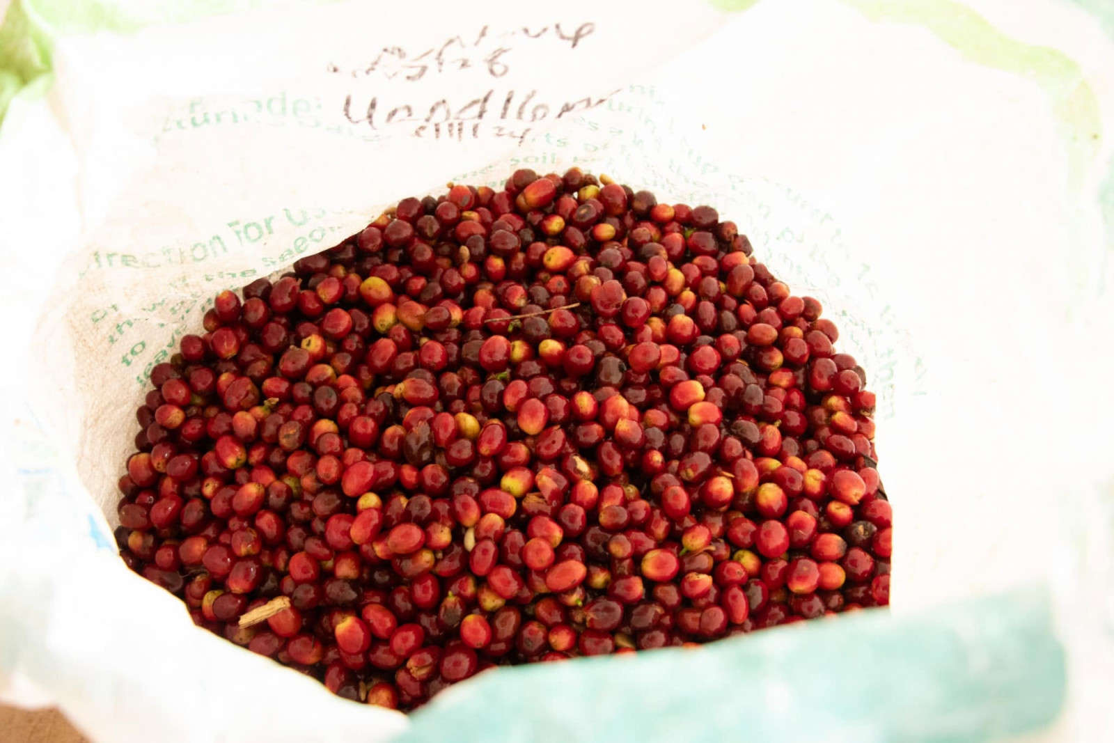 Freshly picked coffee cherries are gathered in a bag, the first step in creating fine coffee.