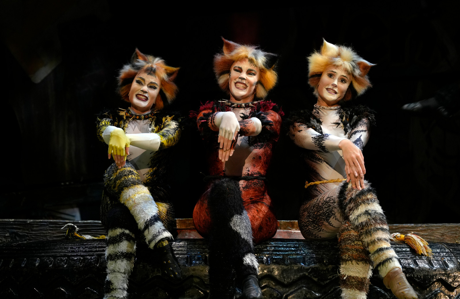 Cats. Picture Nardus Engelbrecht