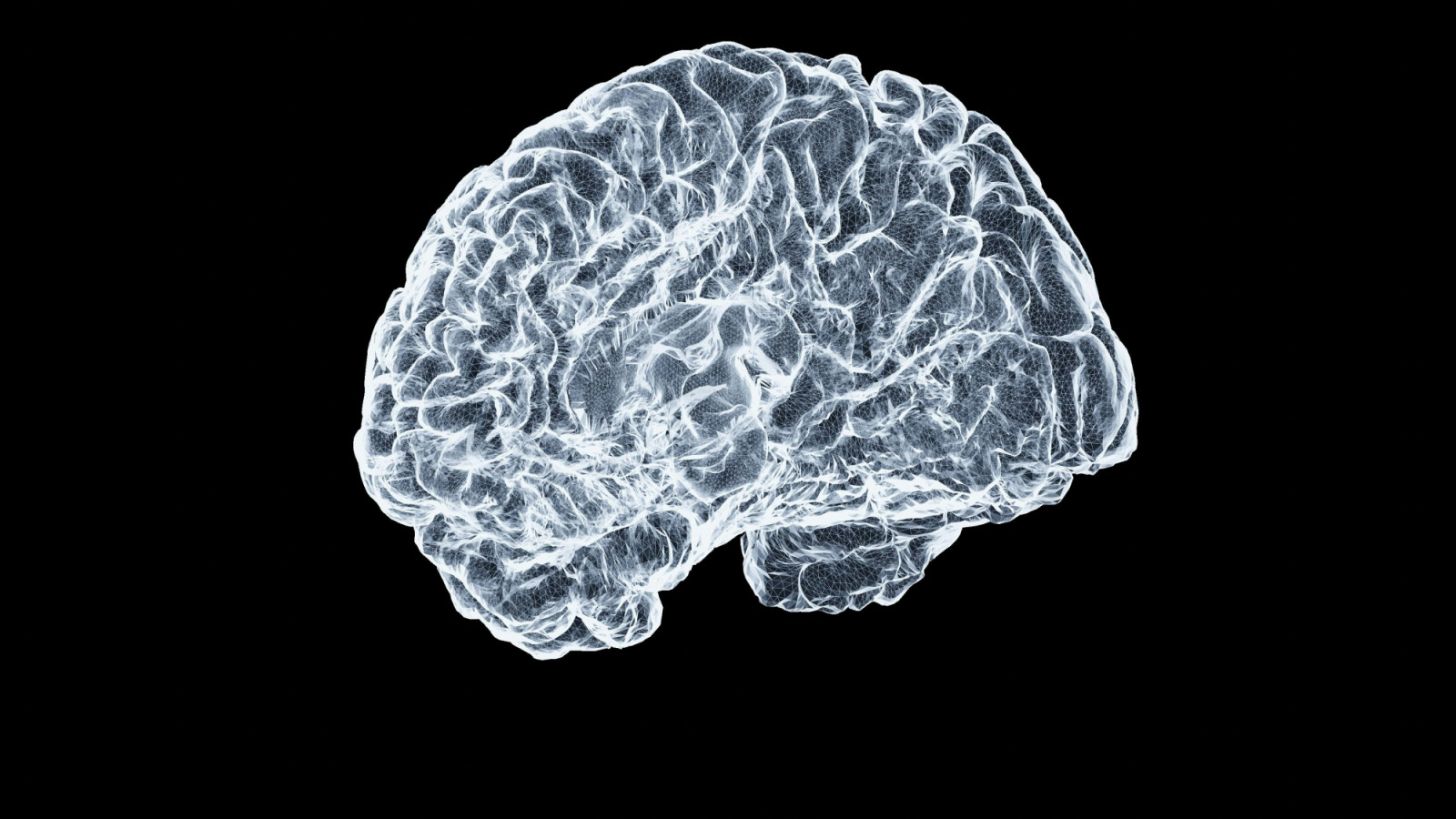 A digital wireframe representation of the human brain.