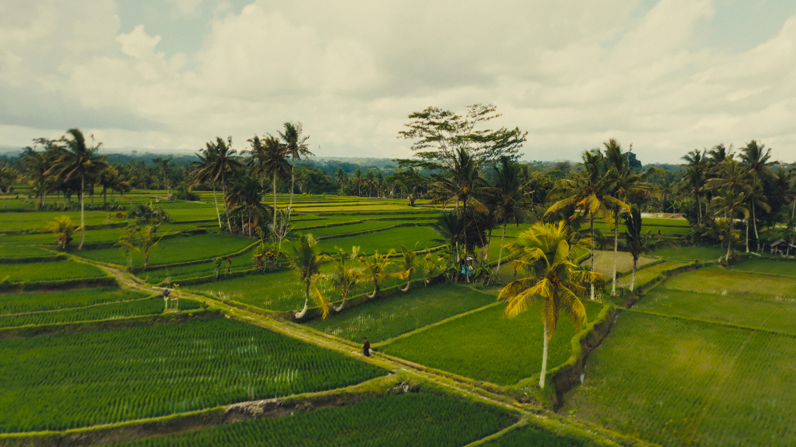Film stills from Pasihan, depicting life in Bali’s subak communities.