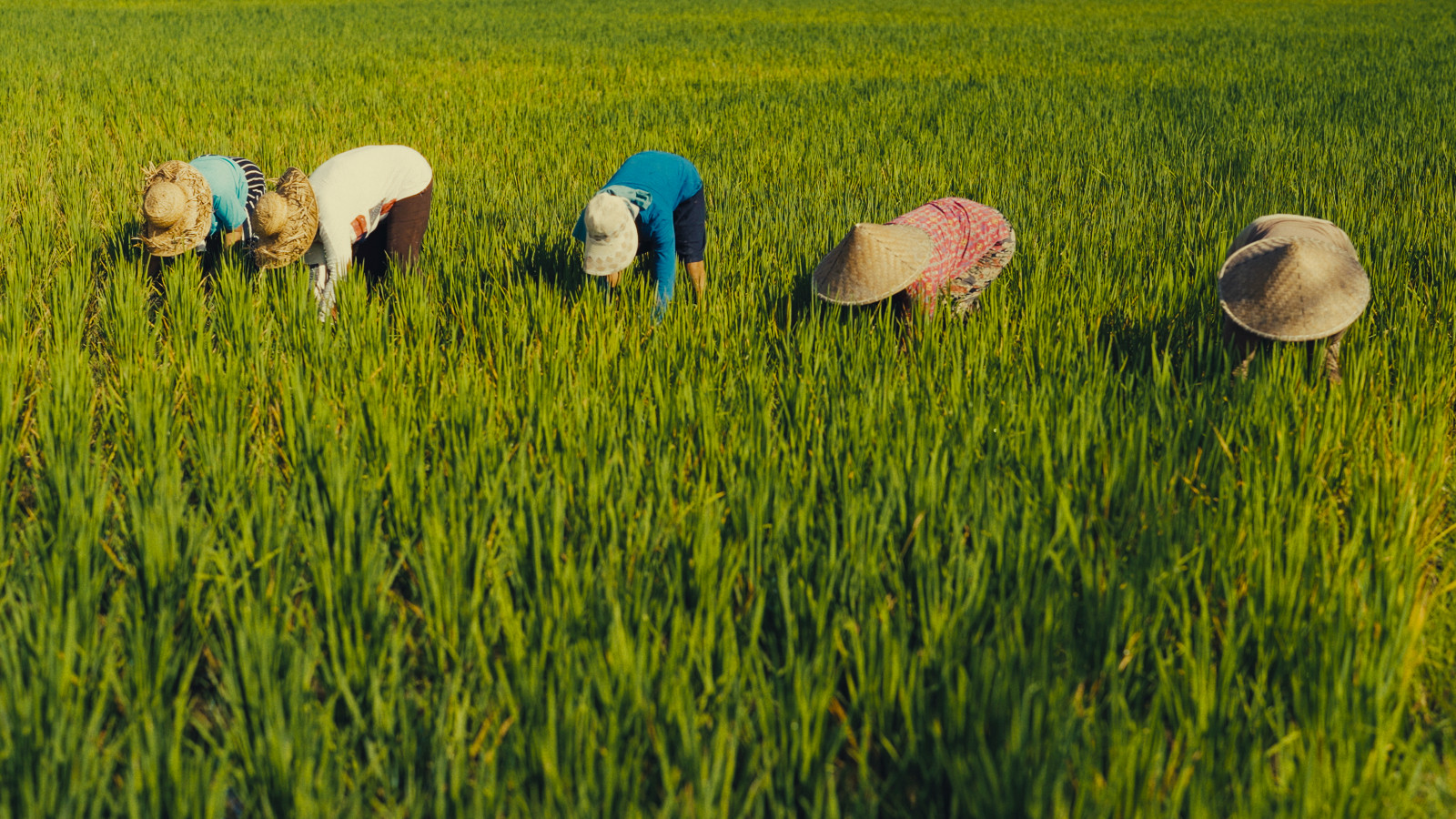 Film stills from Pasihan, depicting life in Bali’s subak communities.