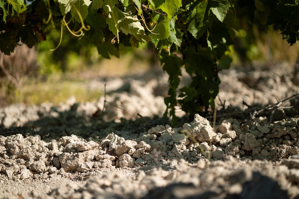 The oak casks are filled with sherry from Jerez de la Frontera, home to the region’s famed off-white albariza soil