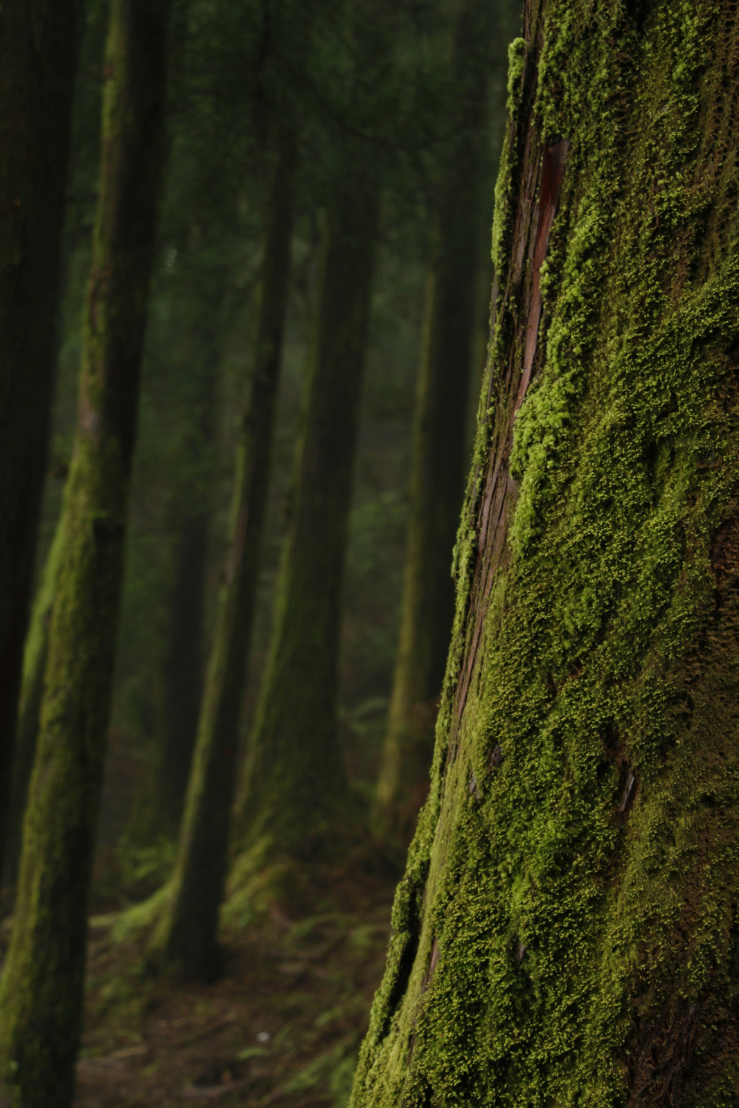 Lush green moss cloaks an ancient tree trunk within a serene forest.
