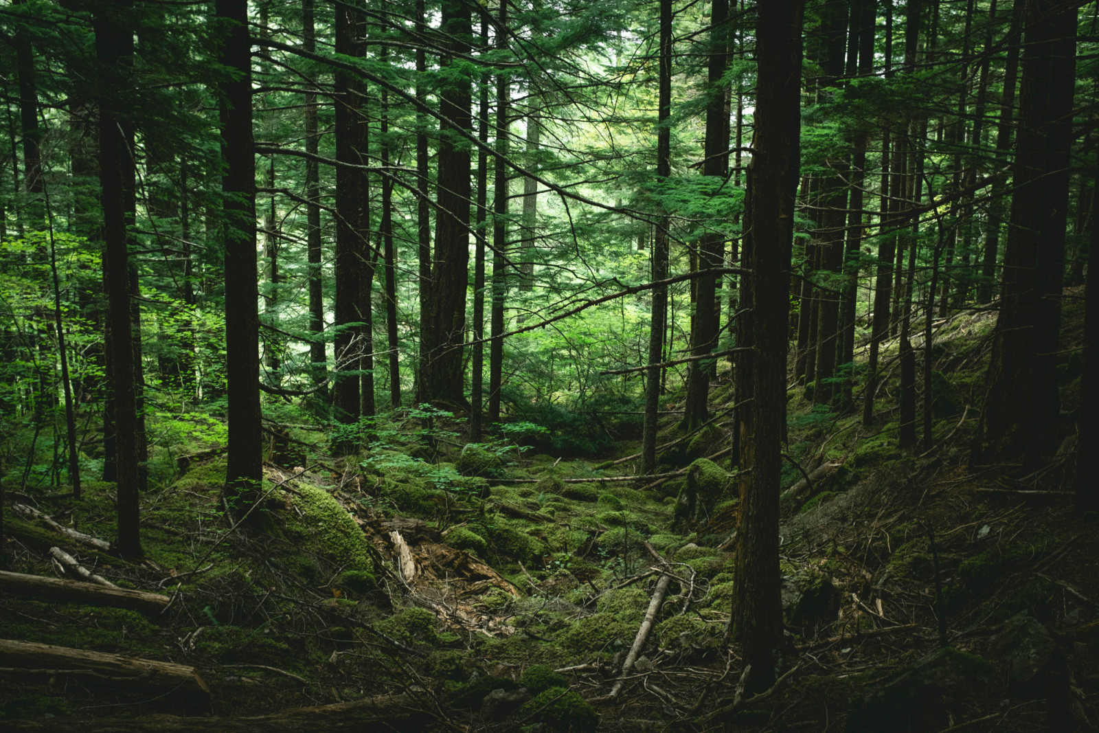 Immerse in the quiet beauty of a verdant forest, a natural balm for the mind.