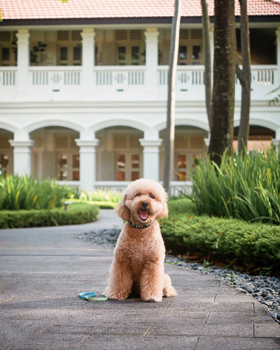 Your furry friends are more than welcome at Capella Singapore