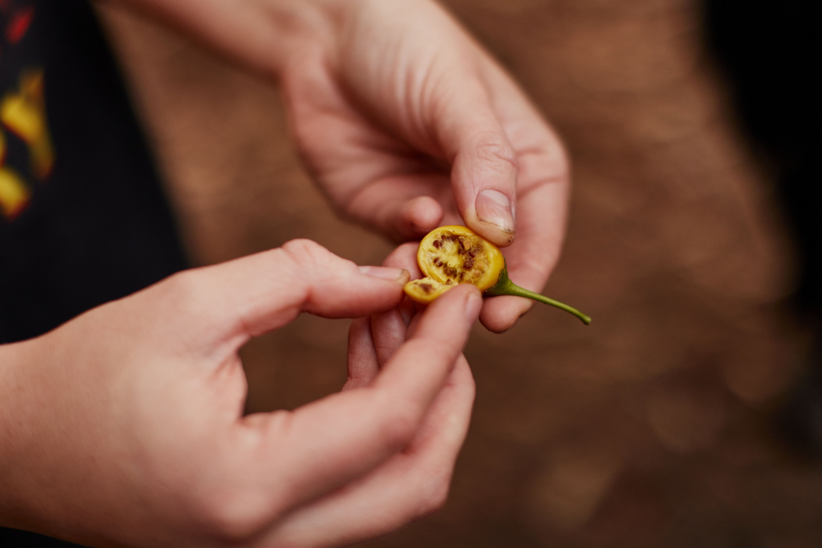 Taste the timeless palate of piyura kitina. kipli takara is a 90-minute bush tucker tour offered on Aboriginal land at piyura kitina/Risdon Cove. This tour invites guests to walk the culturally rich landscape with palawa (Tasmanian Aboriginal) guides across this abundant natural pantry that has been returned to Tasmanian Aboriginal ownership since 1995. Throughout this experience guests are treated to a 90-minute guided walk of this unique property, hearing about the history and current story of the area.