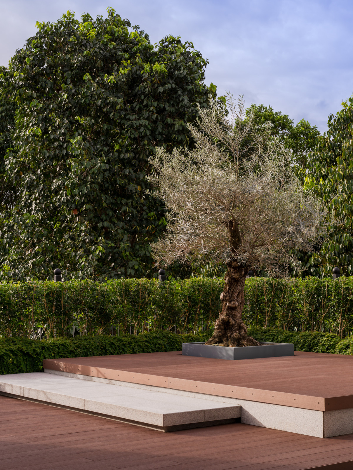 The rooftop terrace’s olive tree was inspired by one Terry and Michelle saw in France and chosen as a symbol of longevity