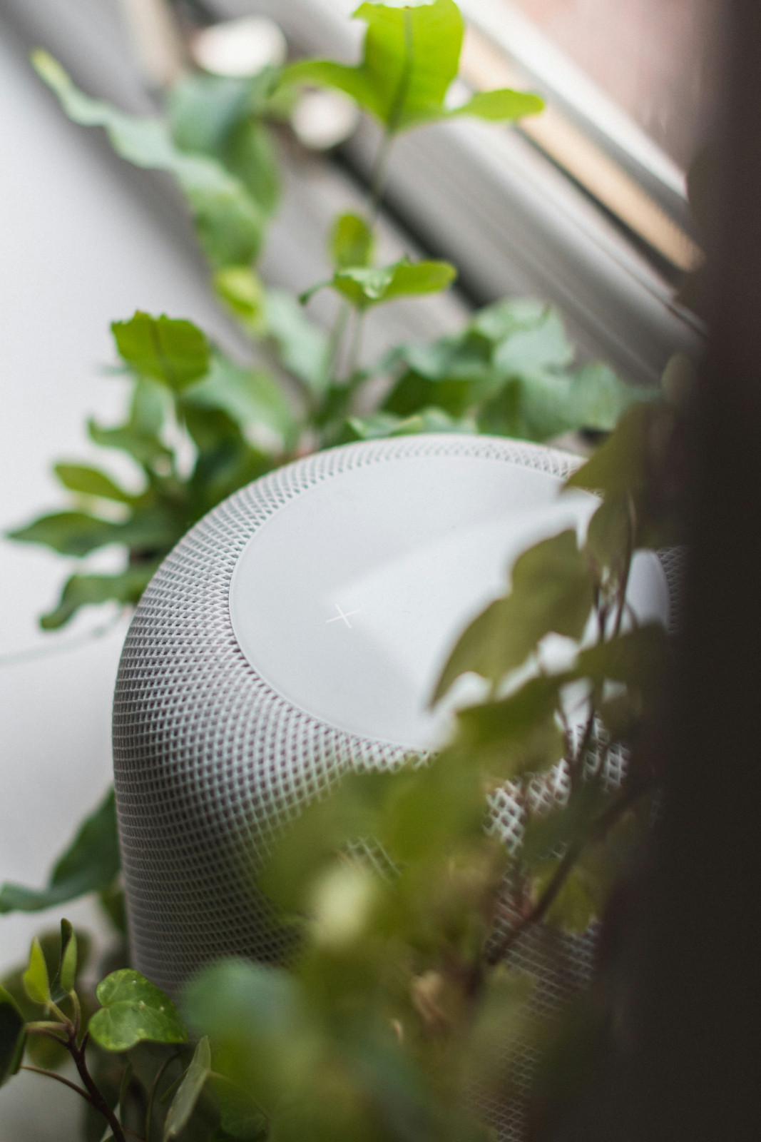 An air purifier sits in an office amidst indoor plants (Photo: Dan Smedley/Unsplash)