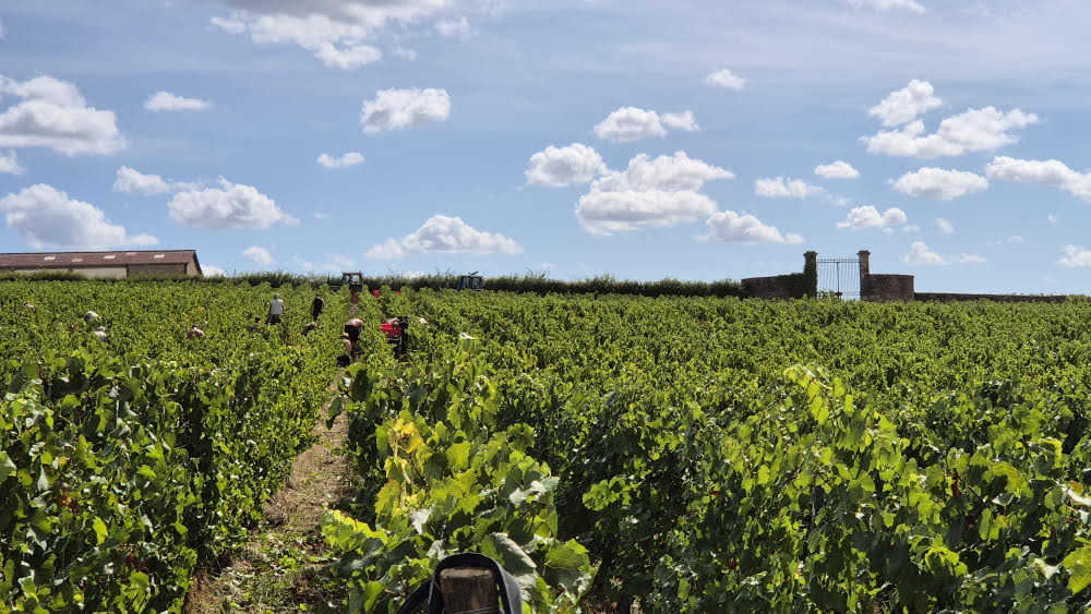 Domaine de la Bongran vineyard