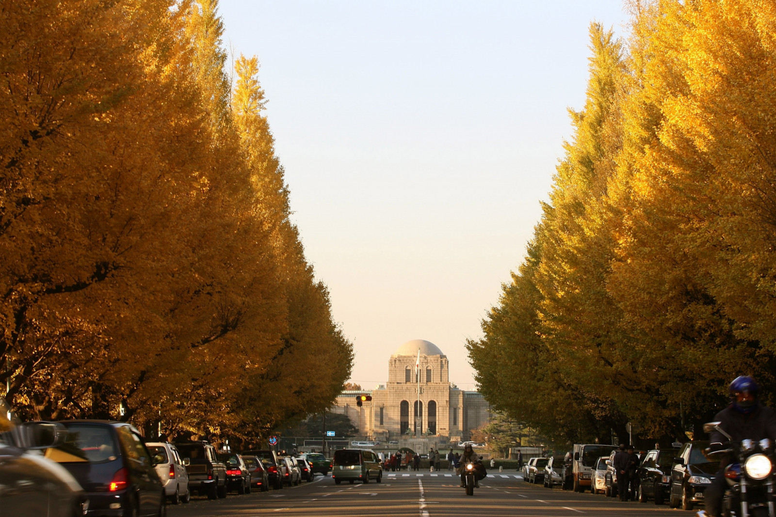 TOKYO - DECEMBER 6: Gingko trees stand in the autumn sun traffic passes on the main road on December 6, 2006 in Tokyo, Japan. (Photo by Koichi Kamoshida/Getty Images )
