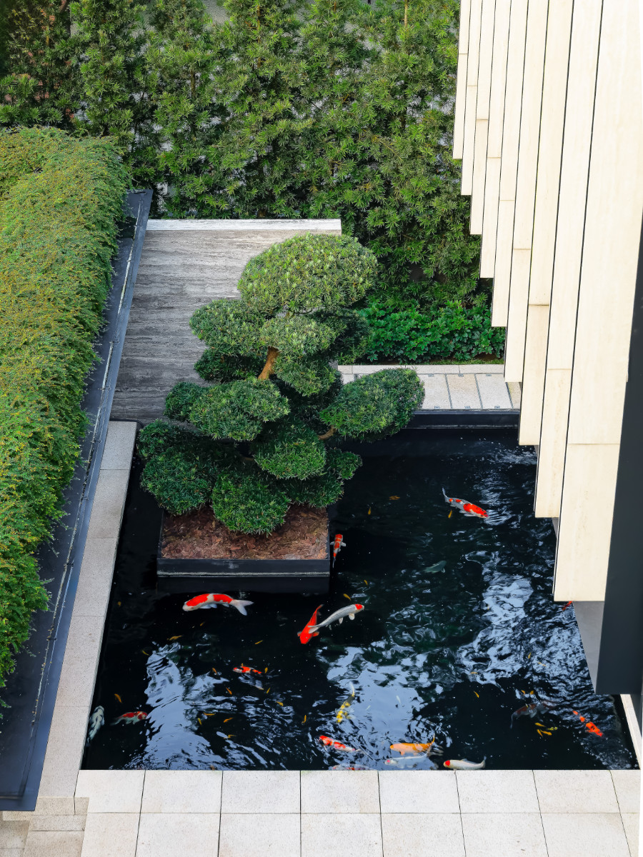 A sculptural bonsai rises from the koi pond