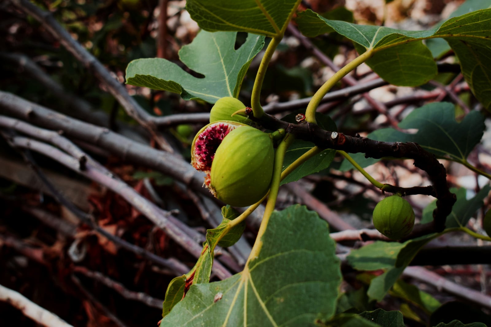 Green figs on a branch, one split open to reveal its vibrant red interior, symbolizing life's diverse paths.